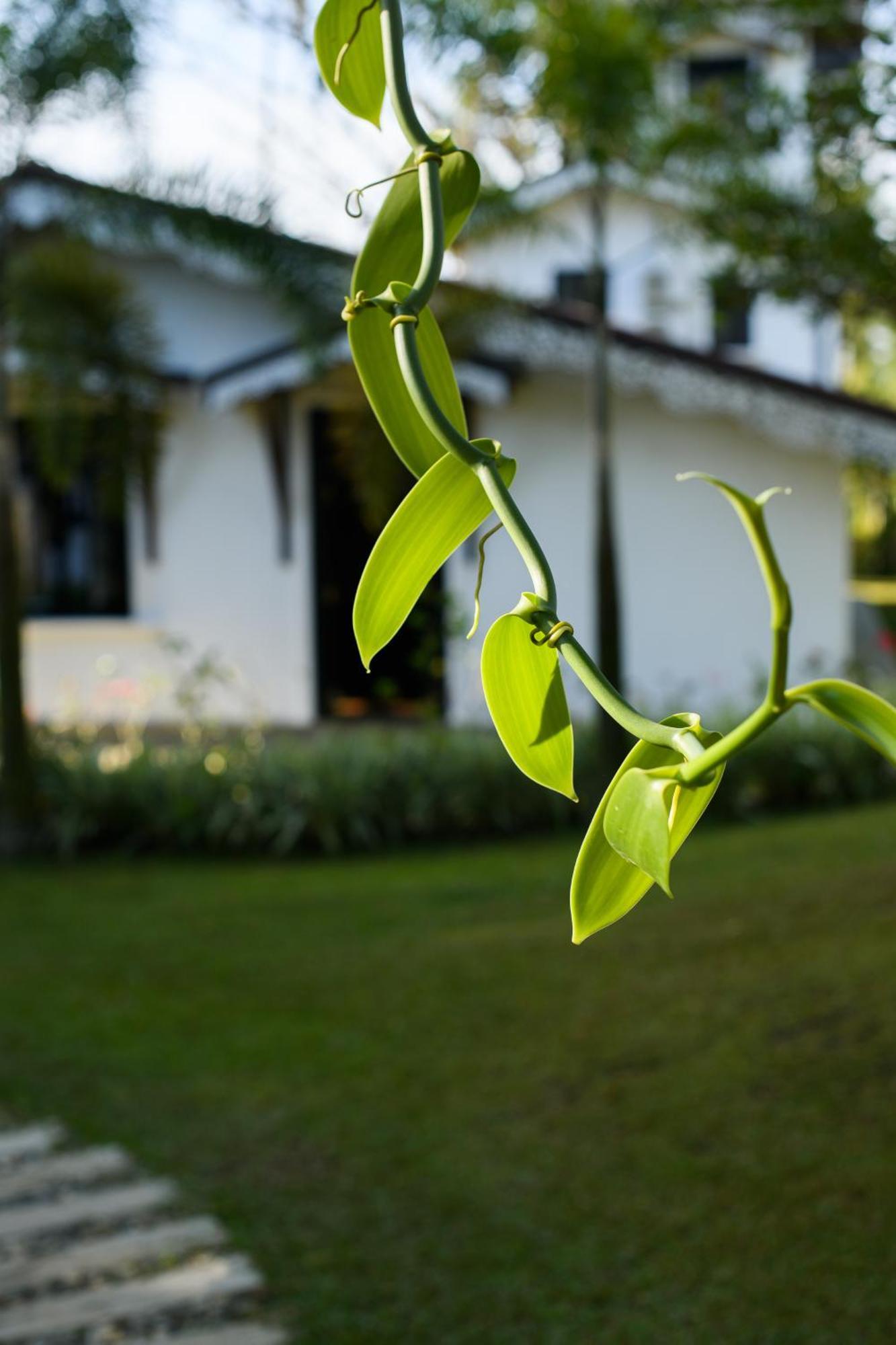 Roots Retreat Ξενοδοχείο Unawatuna Εξωτερικό φωτογραφία